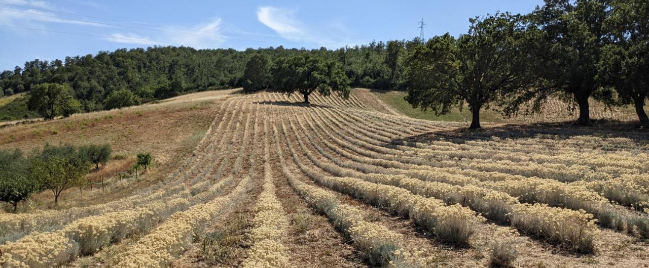 Il Poggio Di Teo Villa Manciano Bagian luar foto